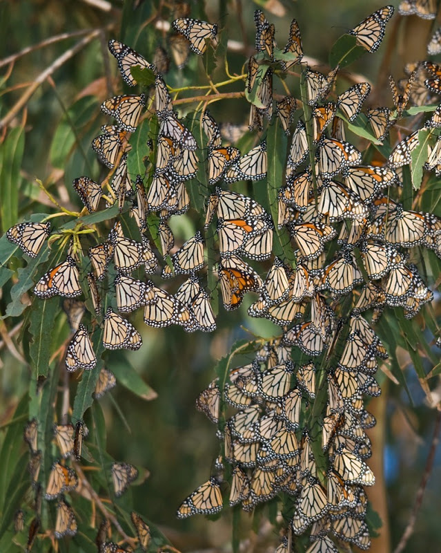 monarch-migration-%D
